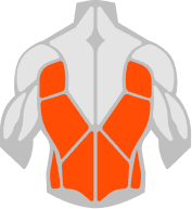 Back muscle illustration