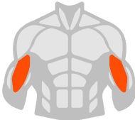 Biceps muscle illustration