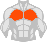 Chest muscle illustration