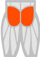 Glutes muscle illustration