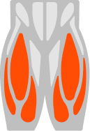 Quads muscle illustration